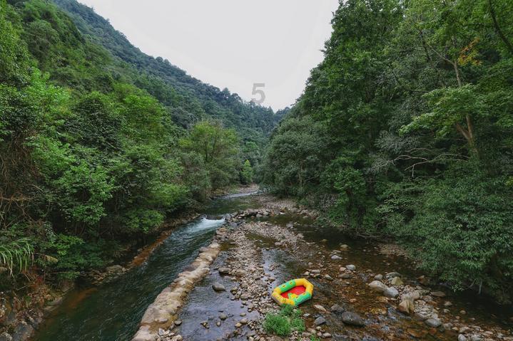 沙皮狗逃离